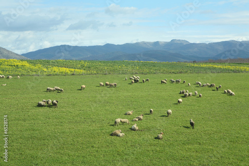 Pecore al pascolo © marioliva