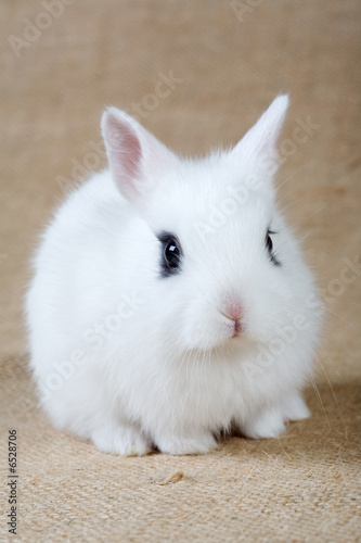 white bunny