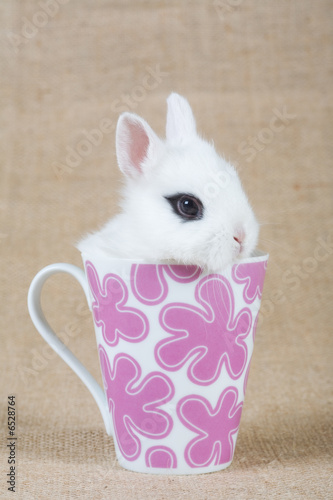 white bunny in the cup  © Ferenc Szelepcsenyi