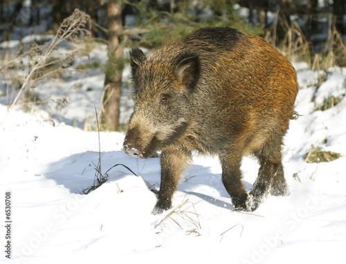 Wild boar