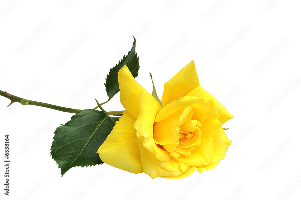 Obraz premium Rose