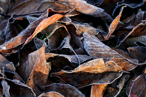 autumn frost