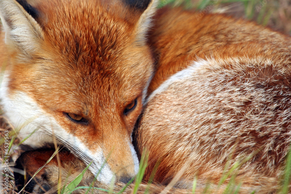 Fototapeta premium Resting Fox