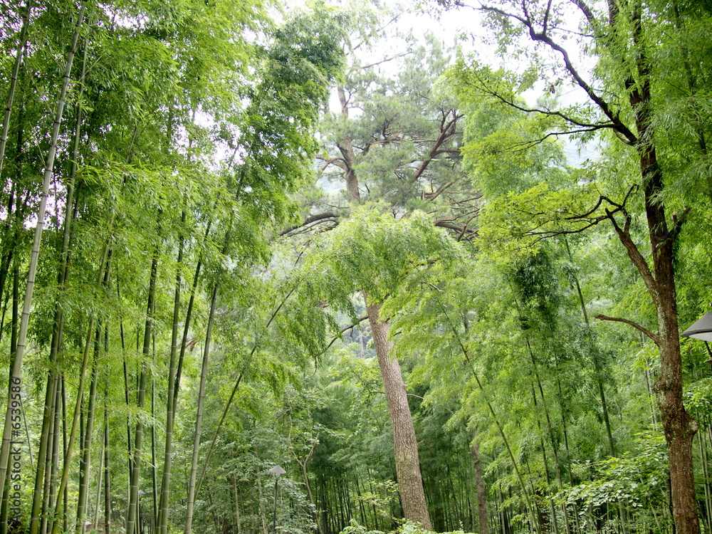 Naklejka premium Forêt de bambous, monts Huang Shan, Chine