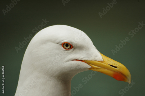 seagull head