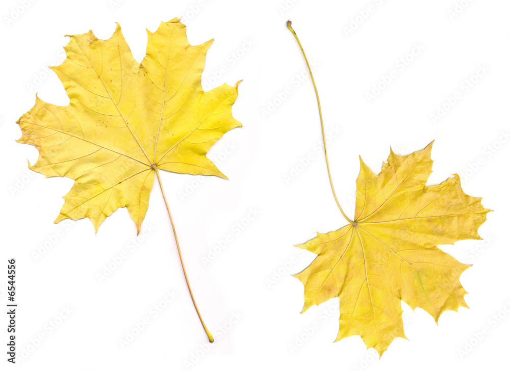 two yellow maple leaves isolated on white two yellow maple leaves isolated on white