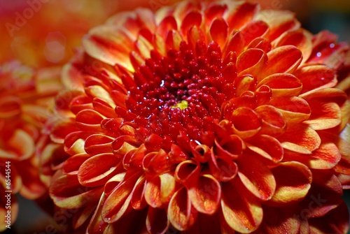 colorful and beautiful flower in the parks