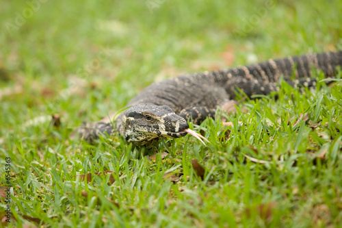 Goanna in the grass
