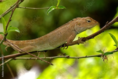 small lizard in the gardens © Wong Hock Weng