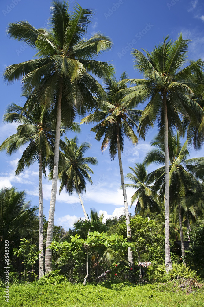 palawan palms