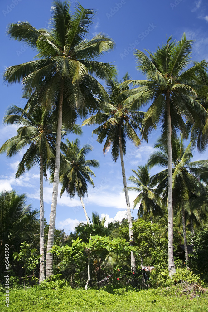 palawan palms palawan palms