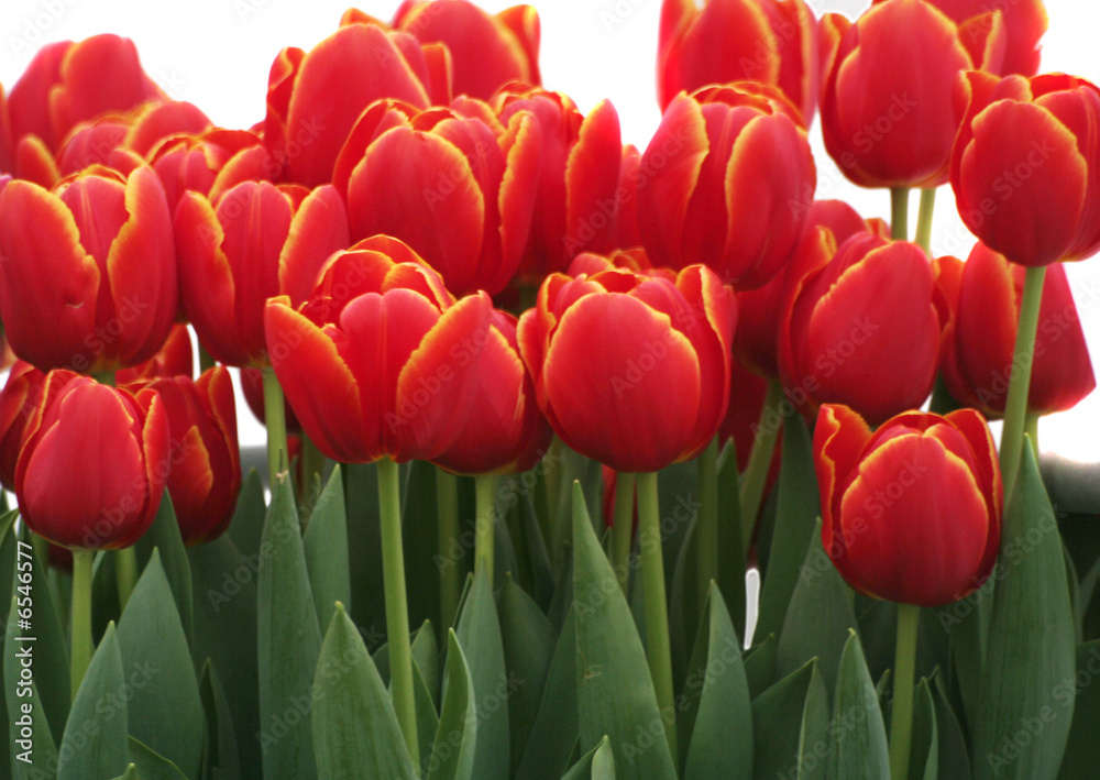 Many red tulips on a white background