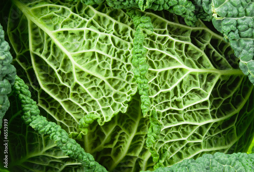 close-up of a kale