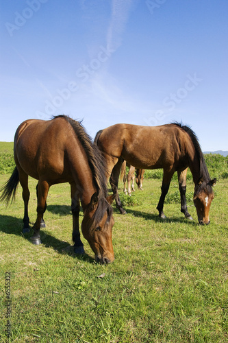 Horses grazing © Photo13