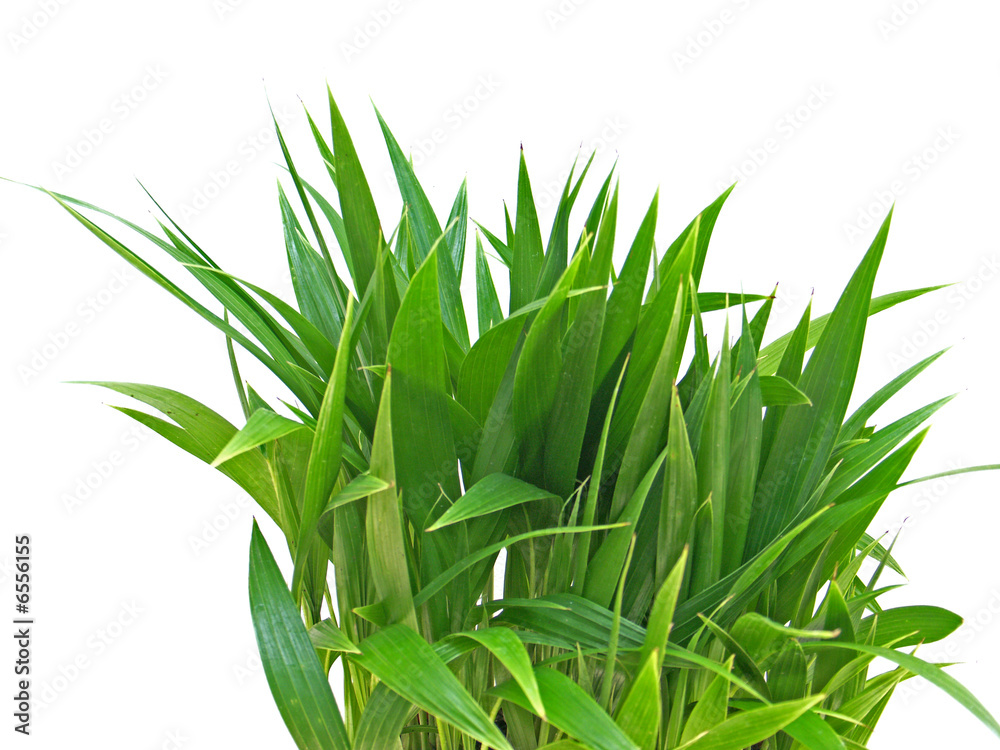 Obraz premium bouquet de palmiers