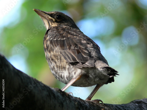 Nestling of the blackbird