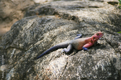 Agamidae lizard