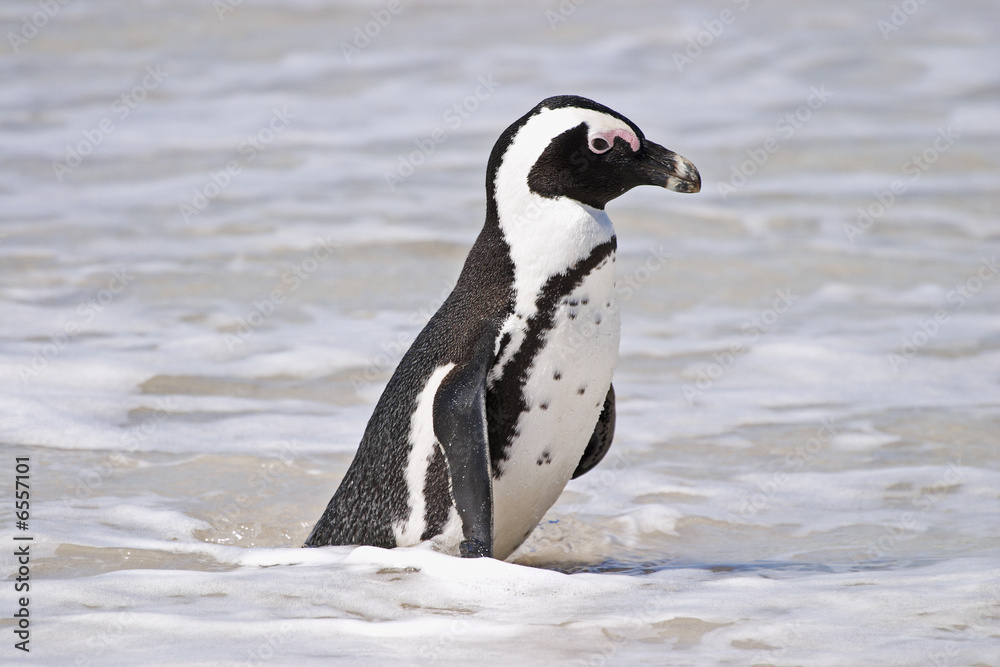 Fototapeta premium African Penguin on Boulders Beach #3