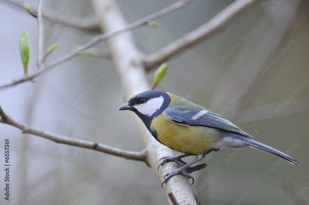 Fototapeta premium Mésange charbonnière Parus major