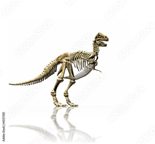t-rex skeleton © magann