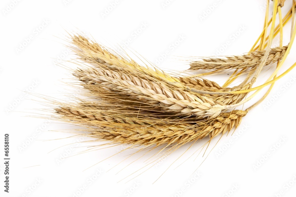 Grain ears Grain ears