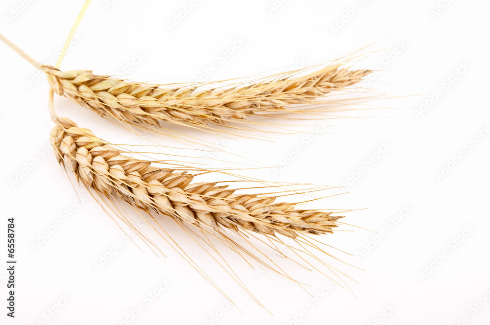 Grain ears Grain ears