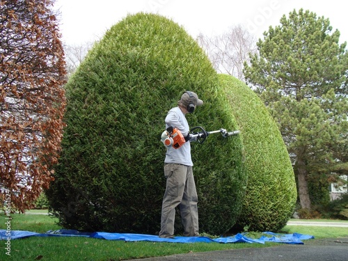 hedge trimming