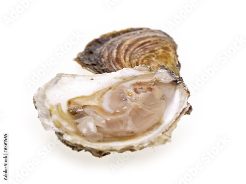 geöffnete belon Auster auf der Schale freigestellt auf weißem Hintergrund