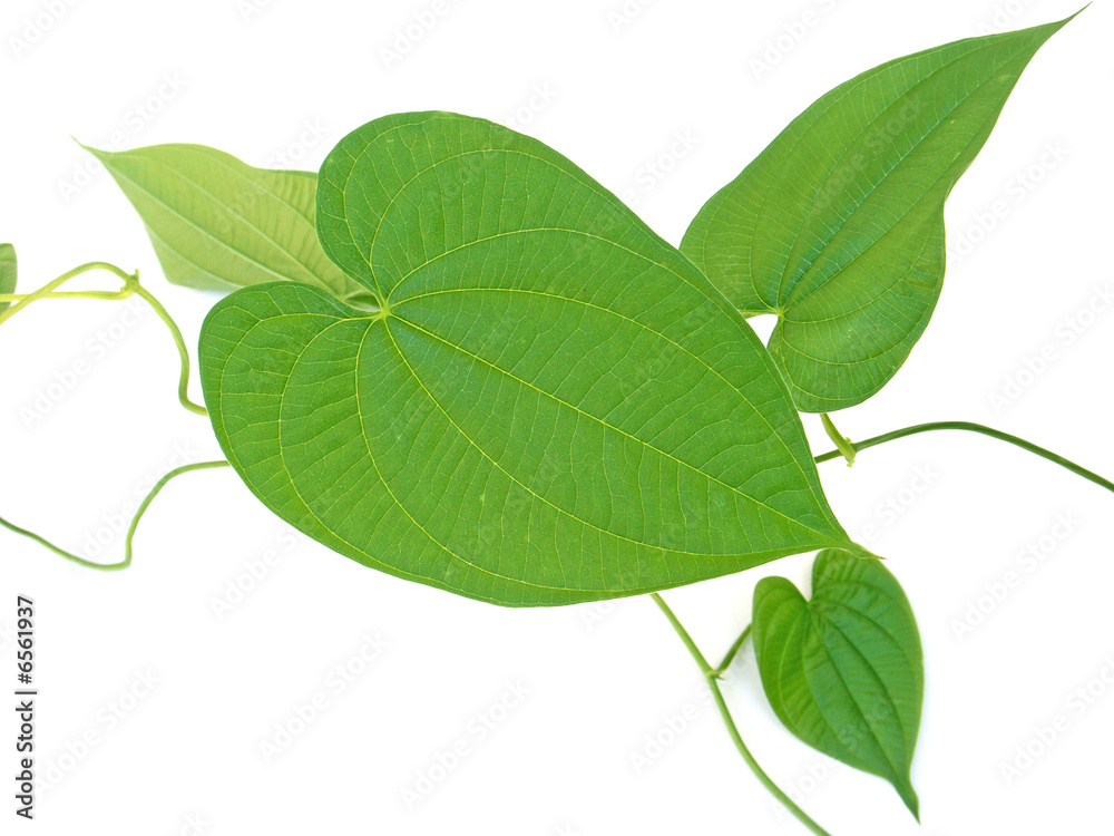 Obraz premium liane volubile