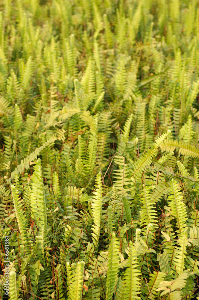 Meadow of green plants