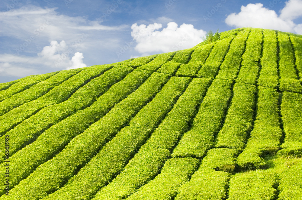 Tea Plantations