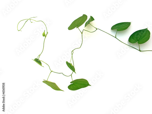 Foto plante volubile