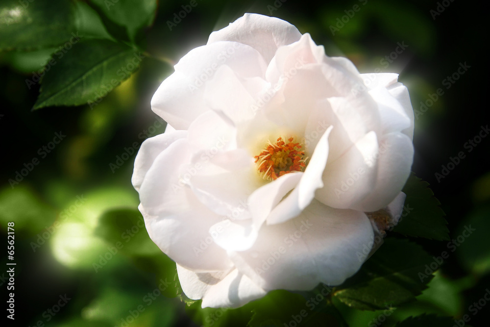 Rose Rose