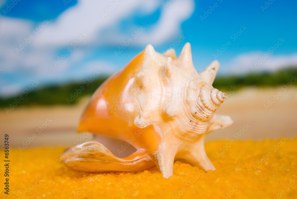 seashell on gold(en) song seashell on gold(en) song