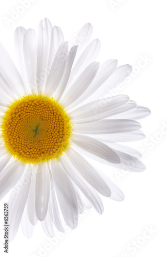 Beautiful daisy on isolated white background