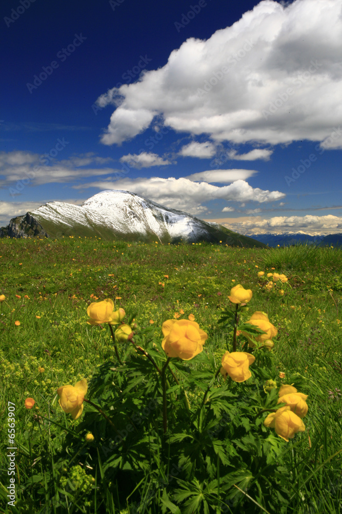 Fototapeta premium Frühling am Monte Baldo