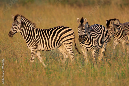 Plains or Burchell s Zebras