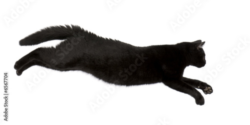 Картината върху платно Black cat