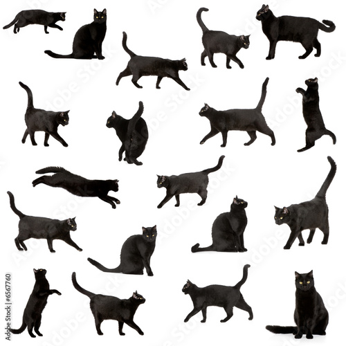 Fototapeta Naklejka Na Ścianę i Meble -  Black cat