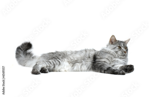 maine coon cat relaxing