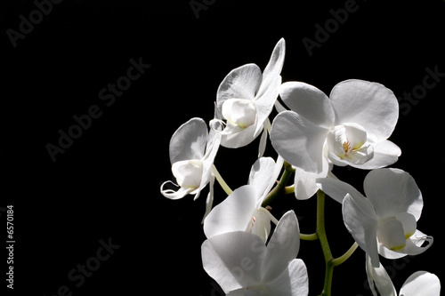 Orchideen