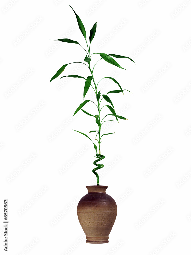 Fototapeta premium bambusspross in vase