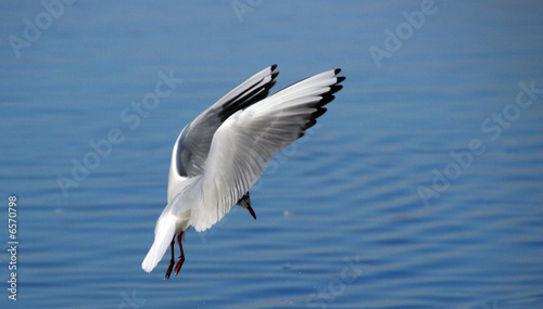 seagull © Zbyszek Nowak