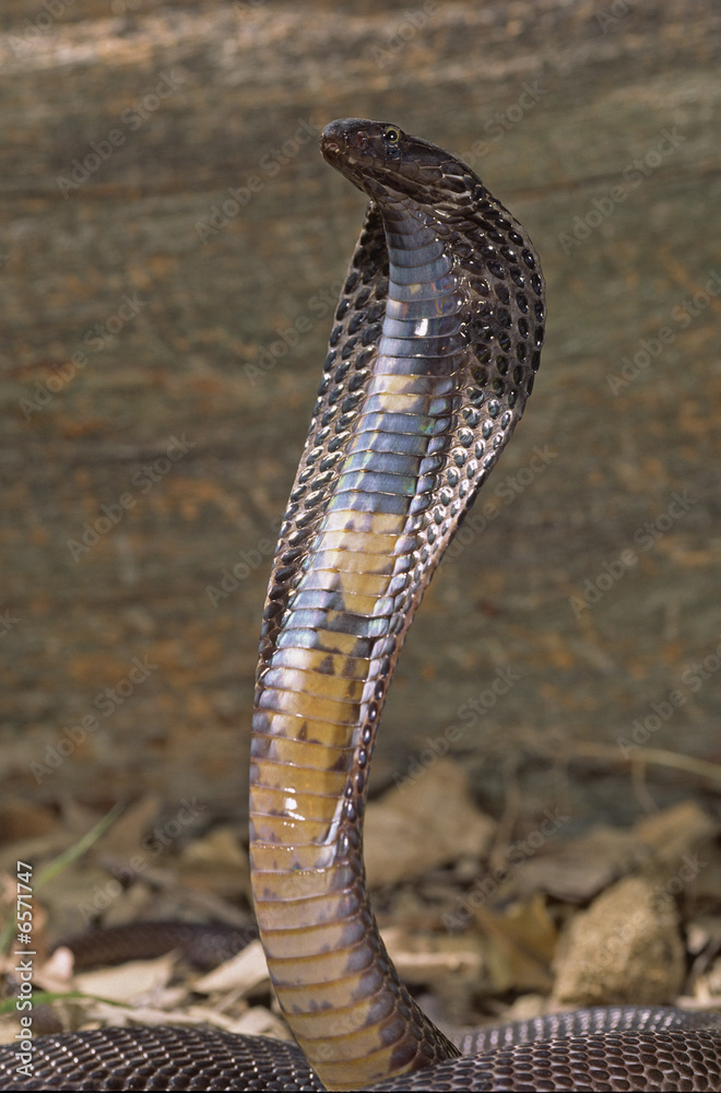 Fototapeta premium Snake-Black Pakastani cobra
