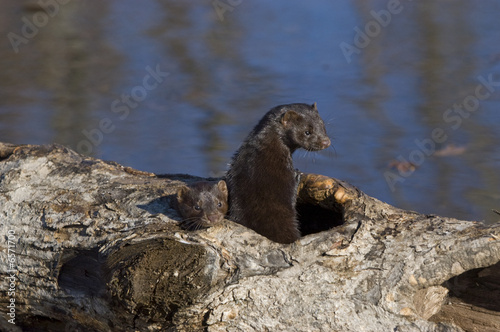 Young mink