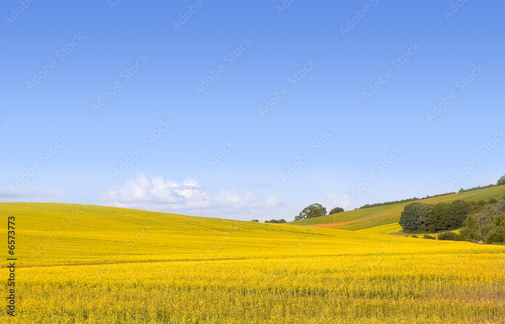 Yellow field of canola