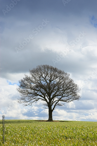 Single Tree in winter