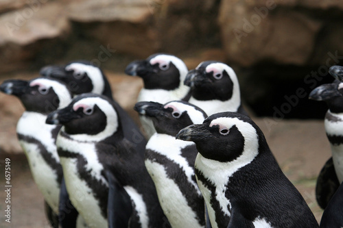 Group of penguins looking in same direction