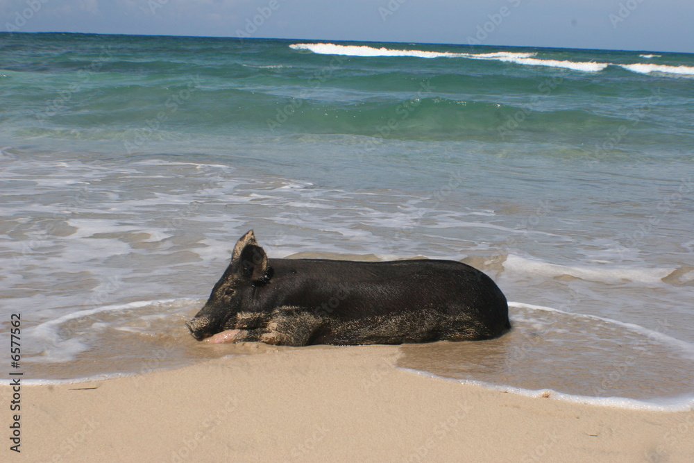 pig in the ocean