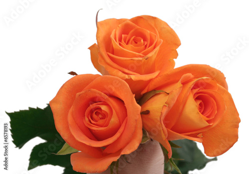 Three orange roses on a white background